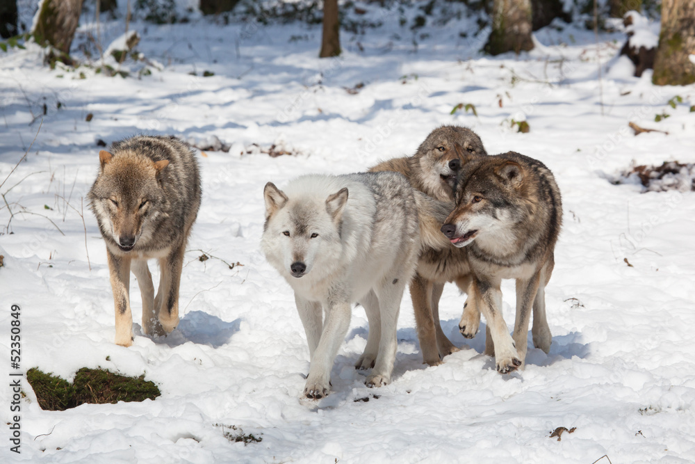 Obraz premium timber wolf pack in winter forest