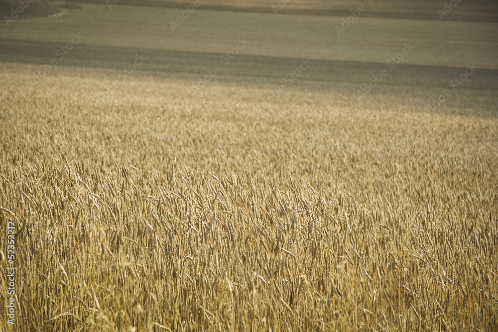 Fototapeta premium golden wheat field hertfordshire uk