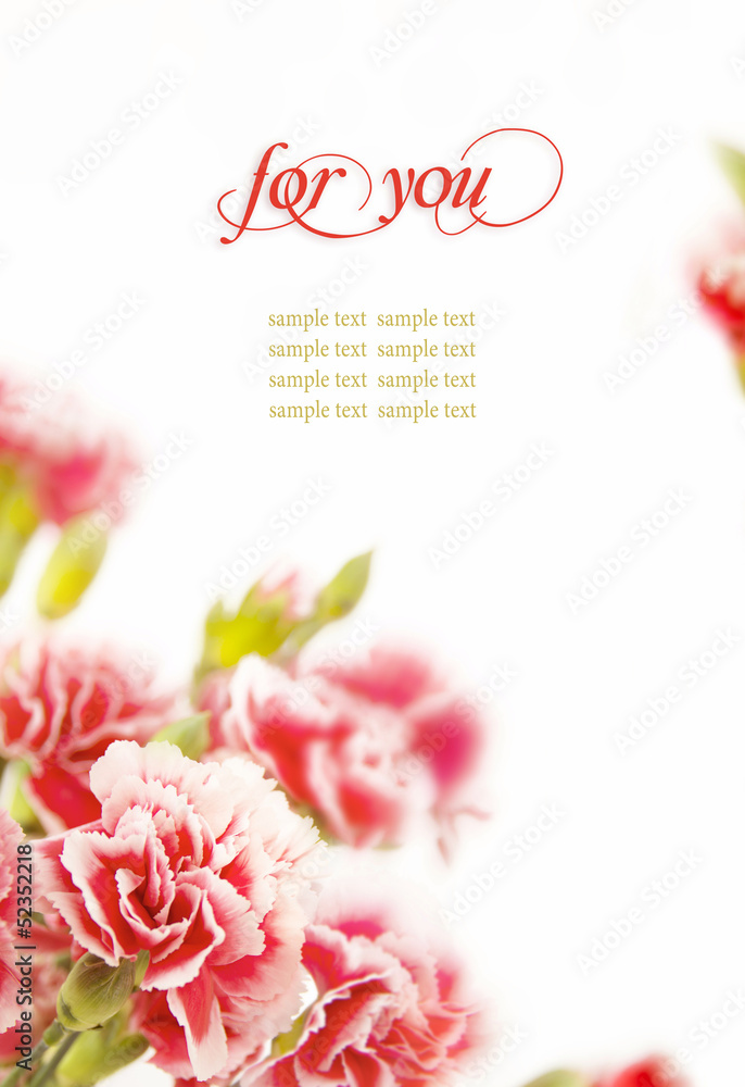 Pink flowers, bouquet of carnations on white background.