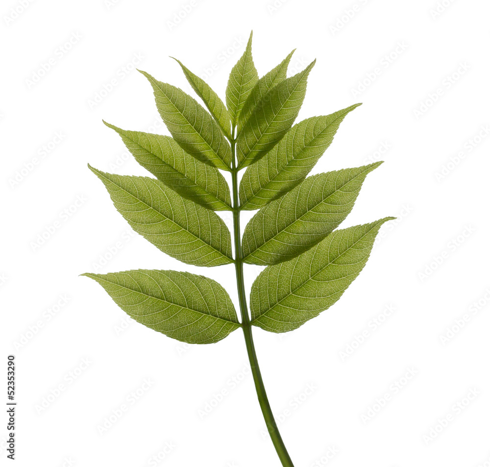 Obraz premium Green spring branch on white background