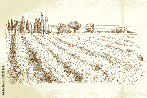 Hand drawn vineyard