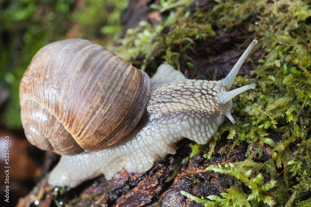 Macro roman snail on forest litter Macro roman snail on forest litter