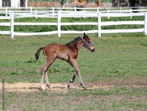 cute foal running farm scene