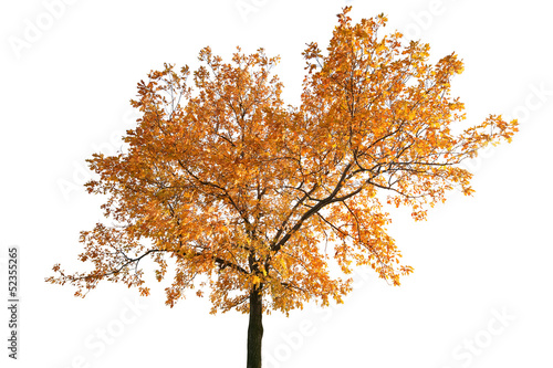 brown fall oak isolated on white