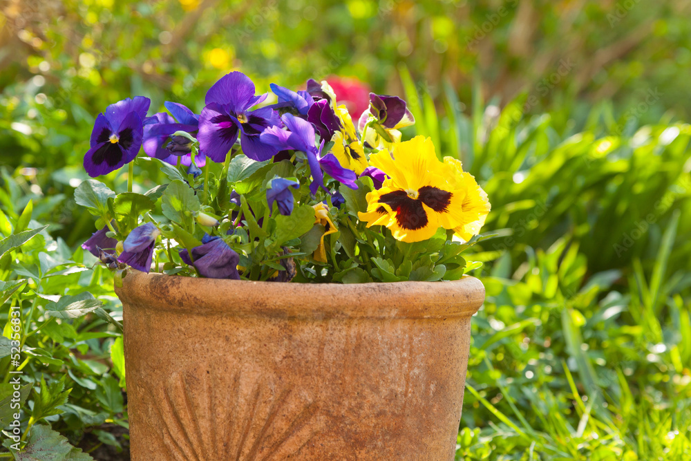 Small pansies or viola planted in clay pots in the springtime ga - obrazy, fototapety, plakaty 