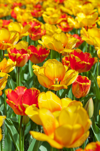 Field of yellow and red tulips in spring.