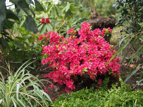 Fototapeta Naklejka Na Ścianę i Meble -  Red Rhododendron