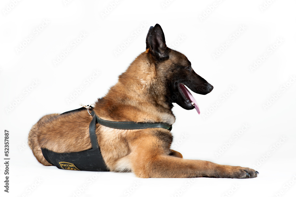 Belgian Shepherd Dog isolated on white Belgian Shepherd Dog isolated on white