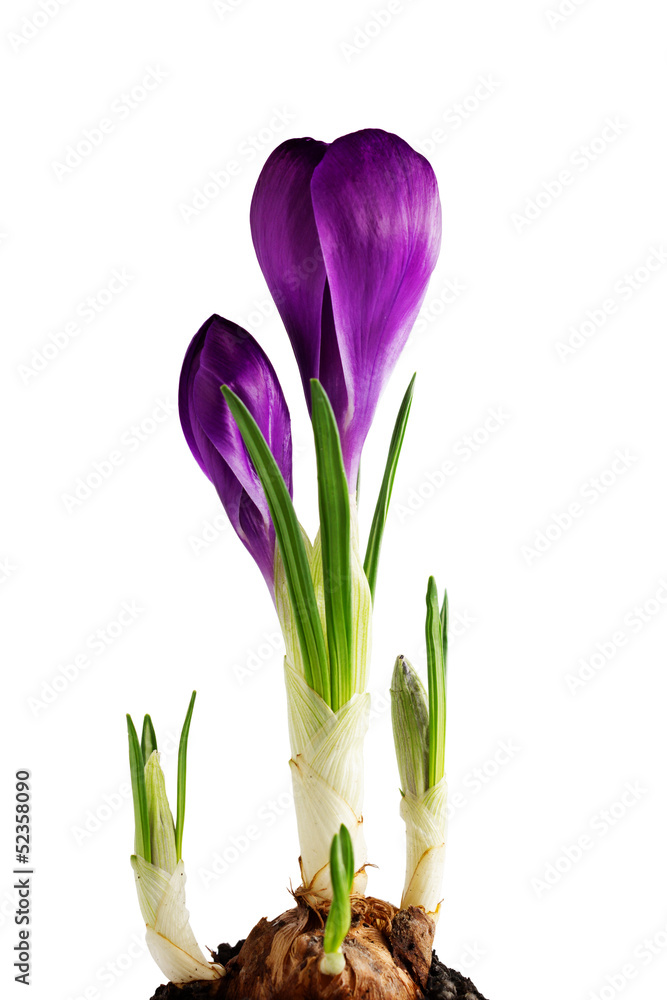 Naklejka premium Crocus isolated on white