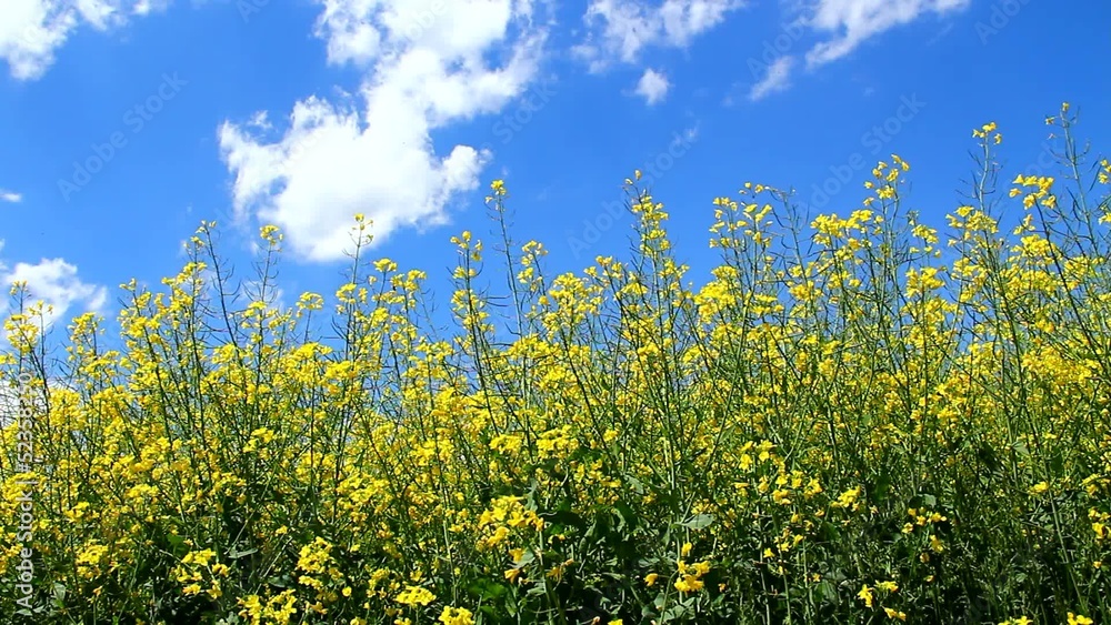 Rapeseed on the field in mild wind. Rapeseed on the field in mild wind.