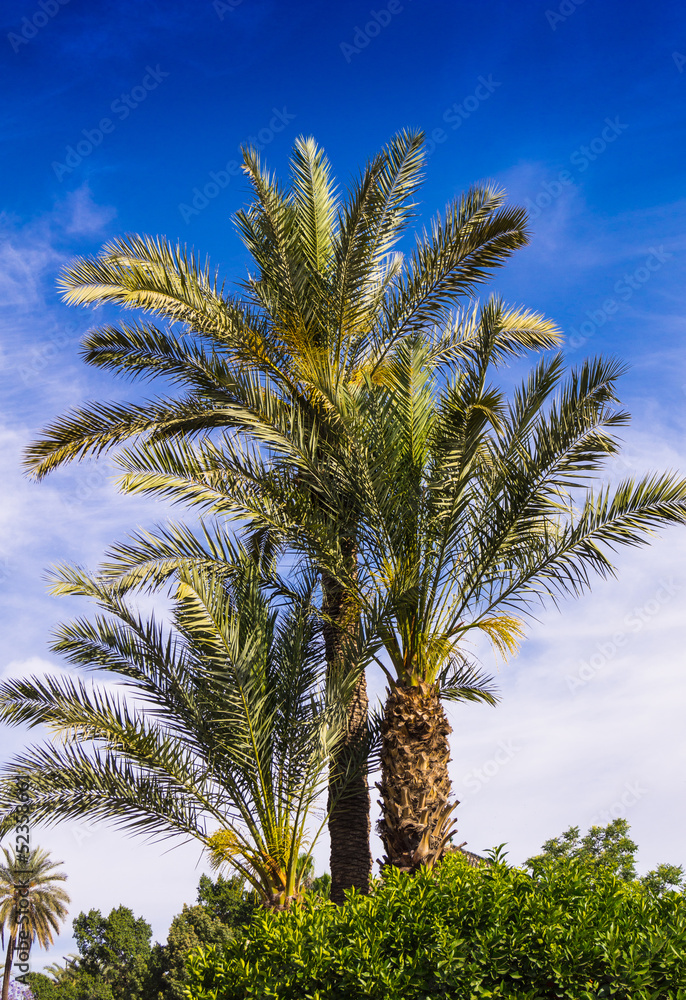 Fototapeta premium palme con cielo azzurro