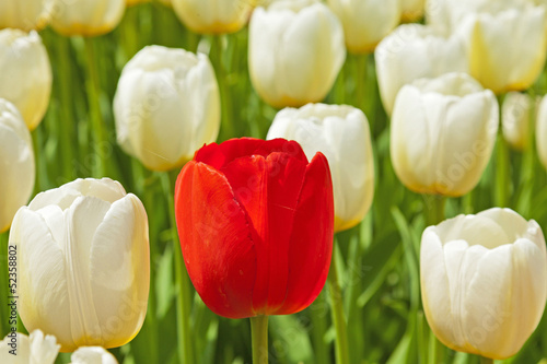 Fototapeta Naklejka Na Ścianę i Meble -  White tulips with one red standing out.