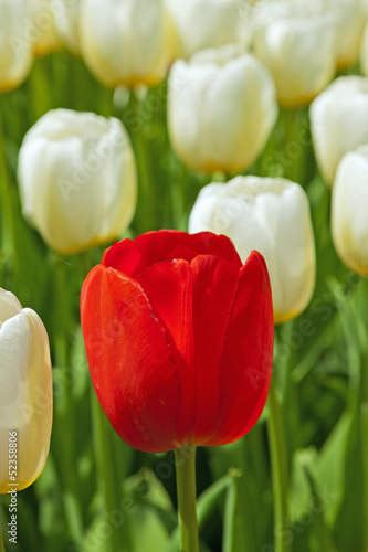 Fototapeta Naklejka Na Ścianę i Meble -  White tulips with one red standing out.