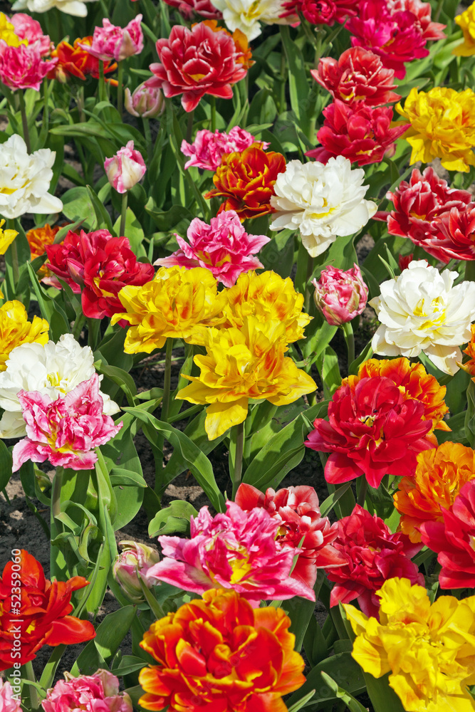 Diverse colorful flowers in spring garden. Keukenhof. Lisse.