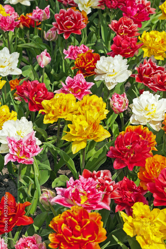 Diverse colorful flowers in spring garden. Keukenhof. Lisse.