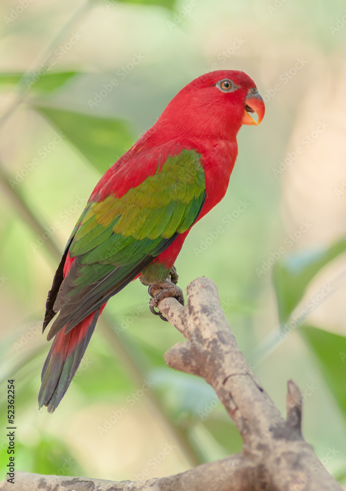 Chattering Lory on a bough. Chattering Lory on a bough.
