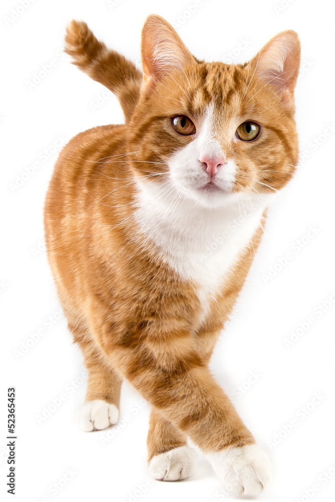 Obraz premium czerwony kot, idąc w kierunku kamery, na białym tle w kolorze białym