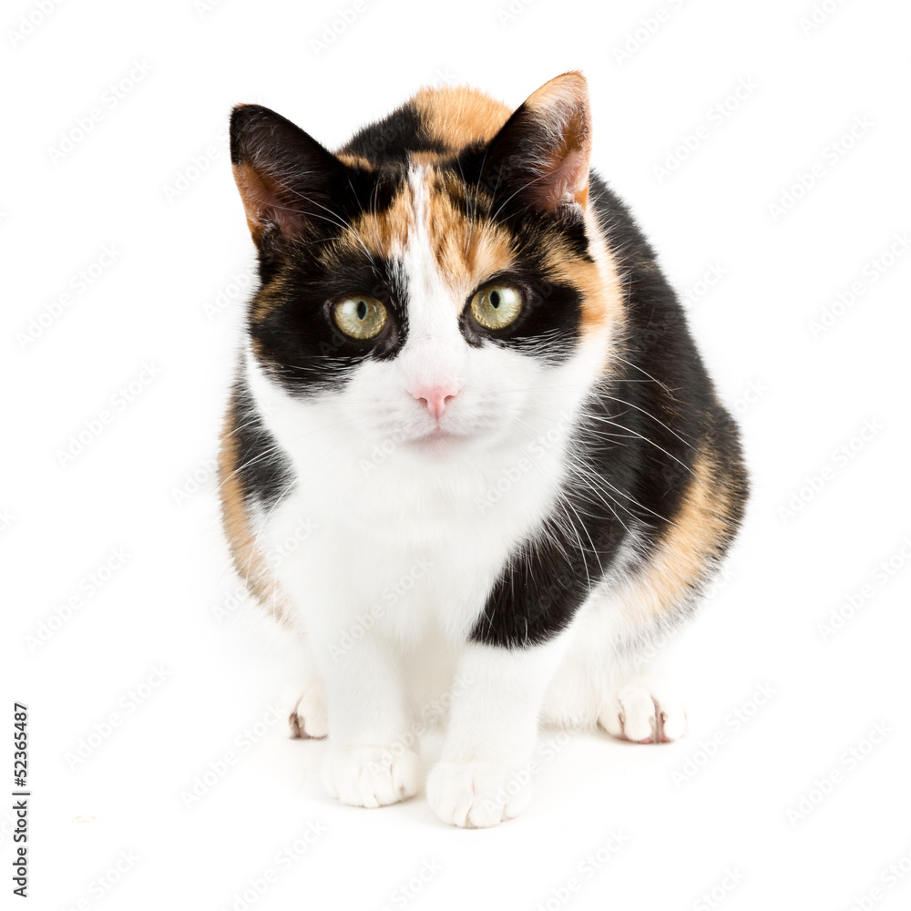 Cat looking curious into the camear, isolated in white