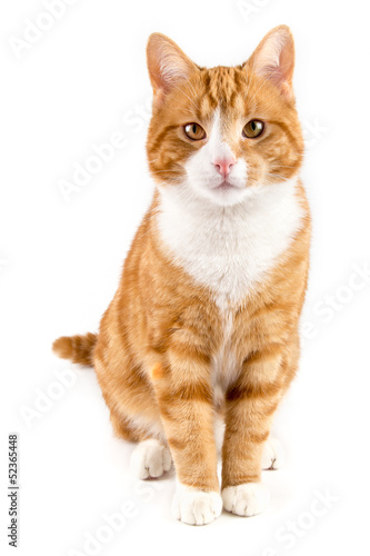 red cat, sitting towards camera, isolated in white