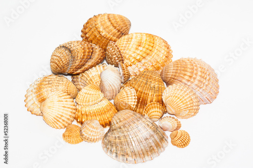 Collection of seashell