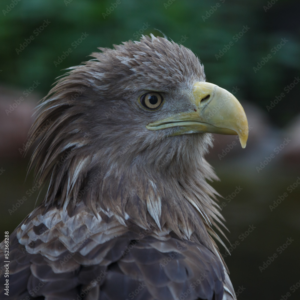 Eagle portrait Eagle portrait