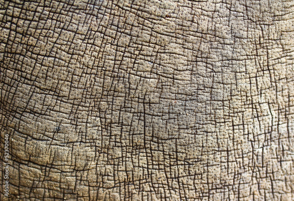 Fototapeta premium Rhino skin background