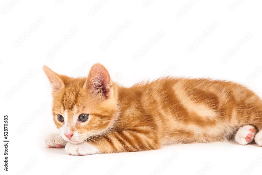 Little red kitten, lying on the ground.