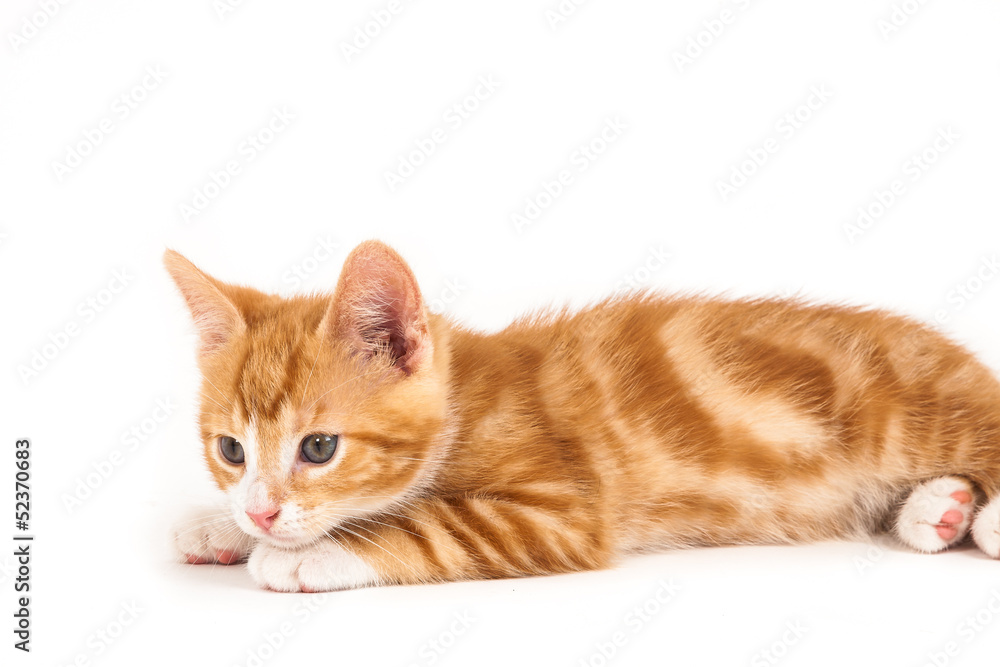 Fototapeta premium Little red kitten, lying on the ground.