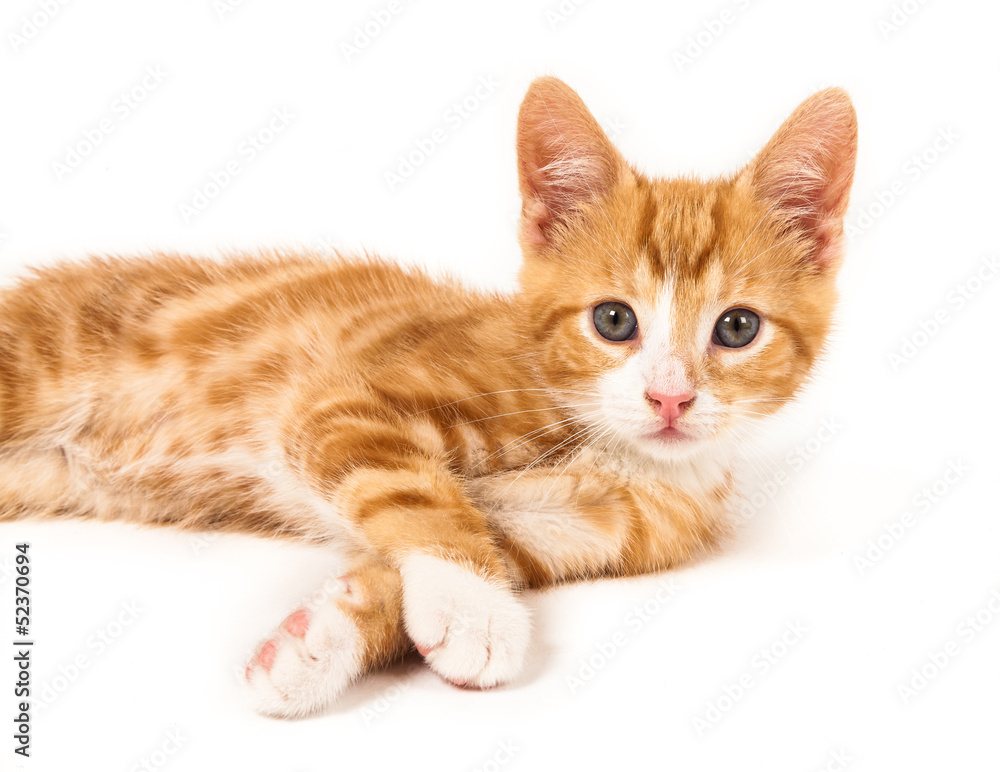 Obraz premium Little red kitten, looking curious into camera