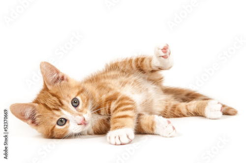 Little red kitten, lying on the ground.