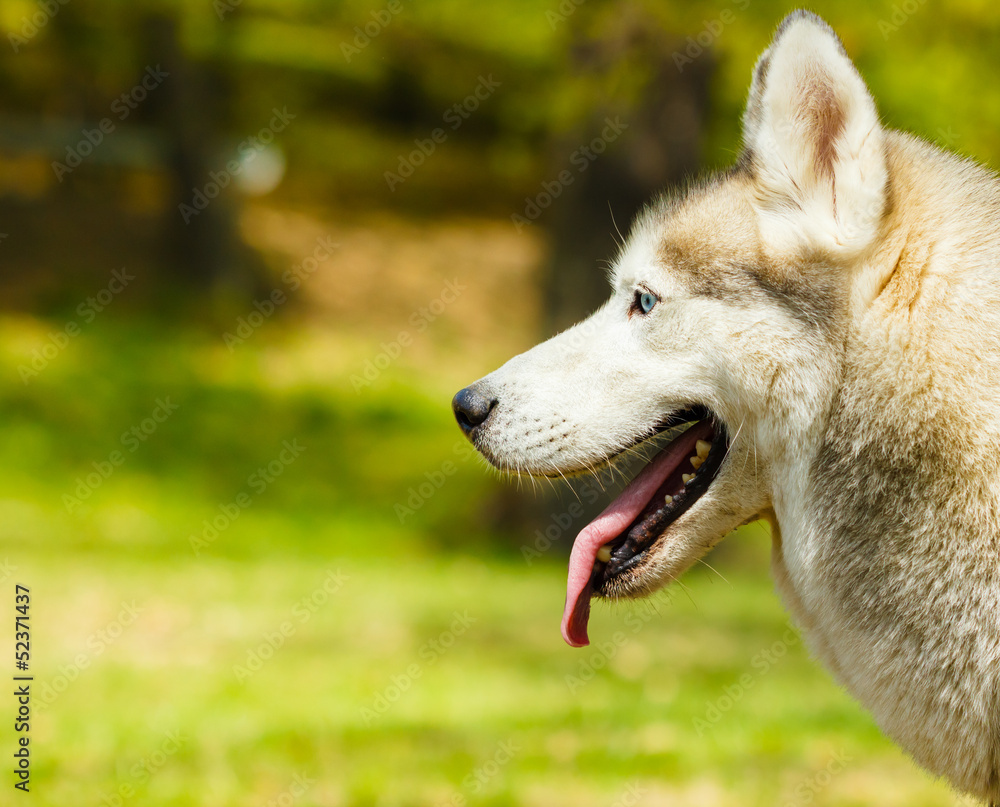 Attentive Siberian Husky on grass looking to the left side Attentive Siberian Husky on grass looking to the left side