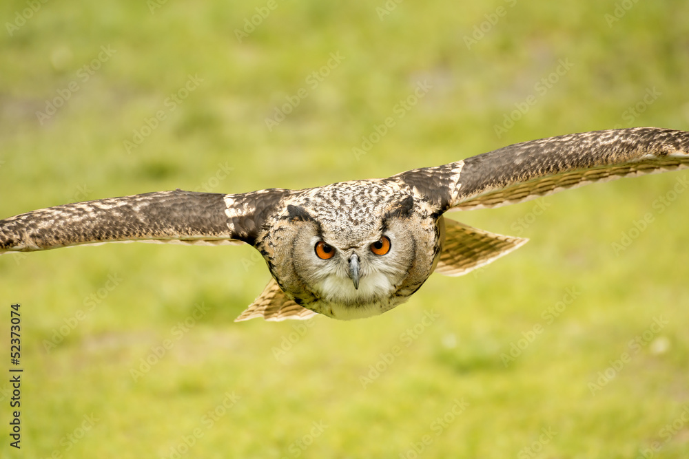 Obraz premium flying eagle owl