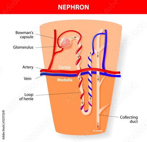 Nephron Structure