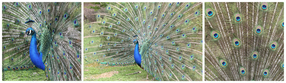 Obraz premium Indian Peafowl, pavo cristatus