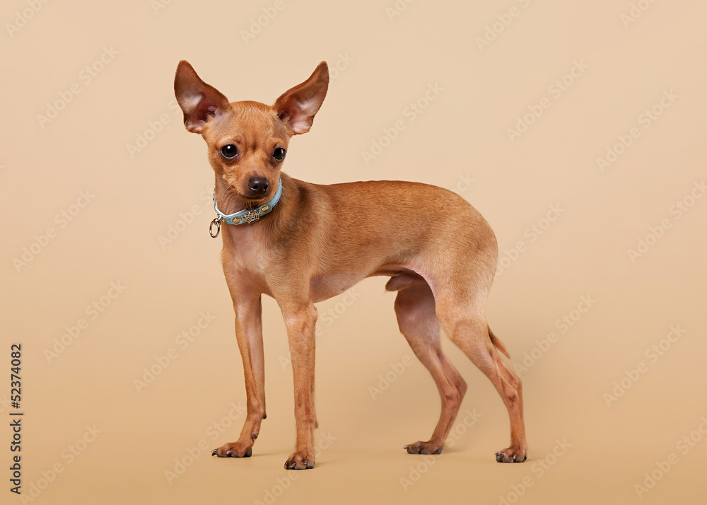 Russian toy terrier puppy on light brown background Stock-bilde | Adobe  Stock