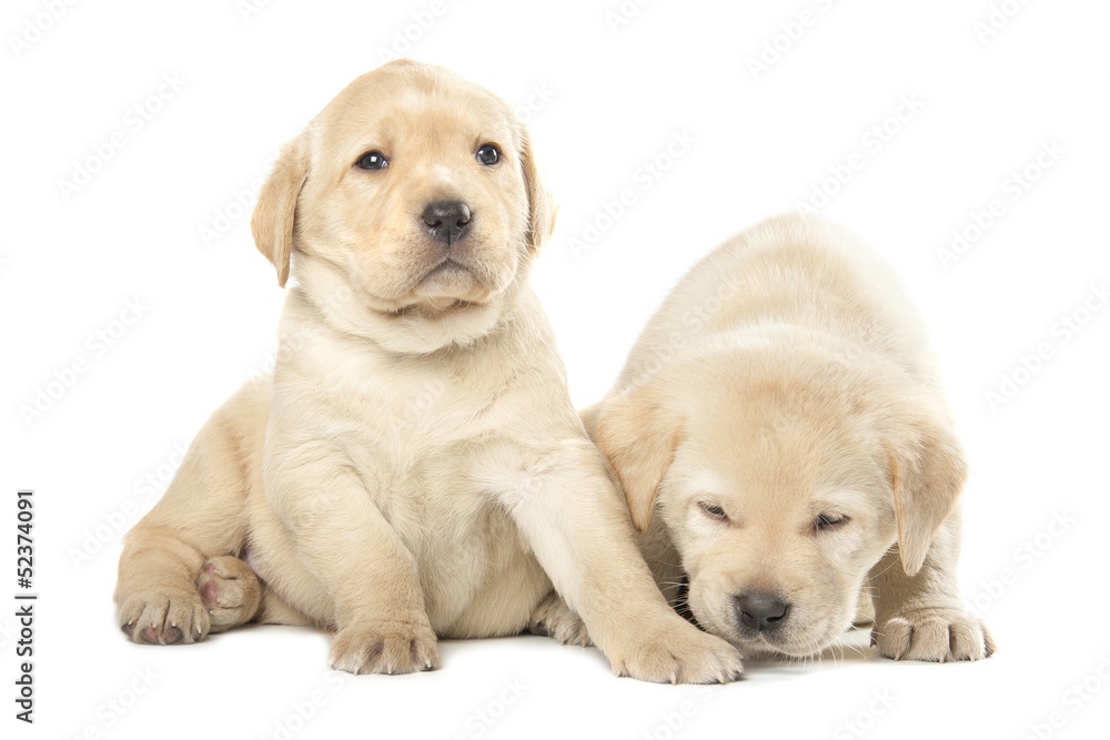 Labrador puppies Labrador puppies