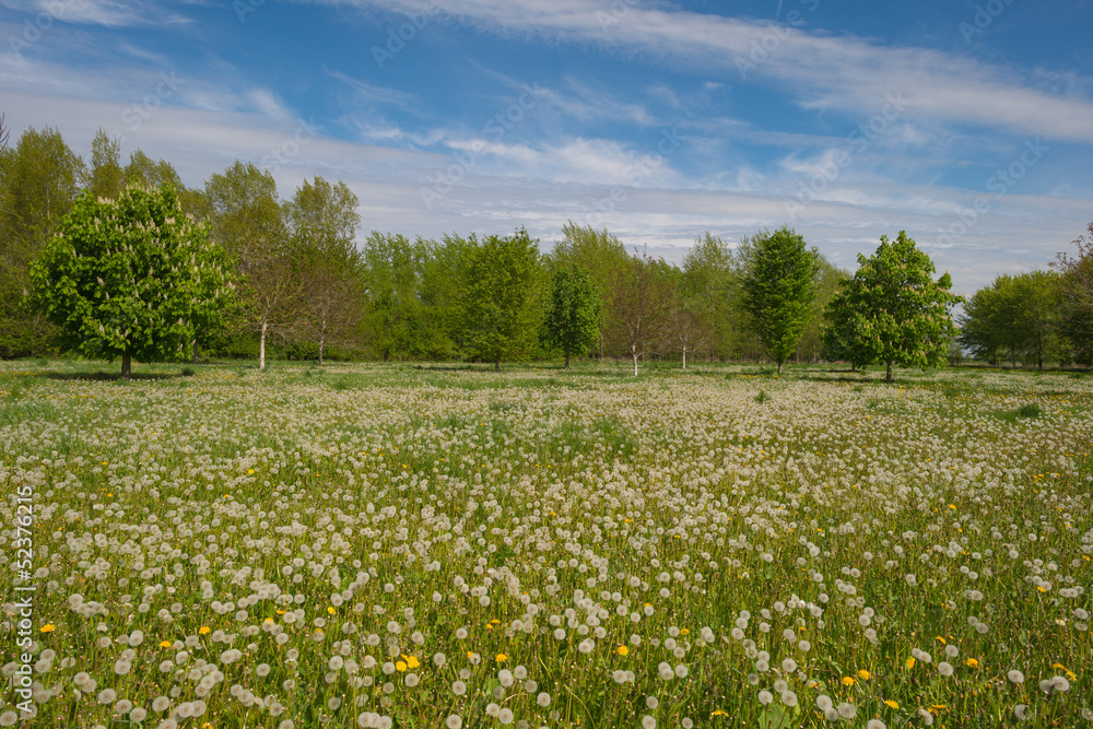Field with overblown flowers in spring