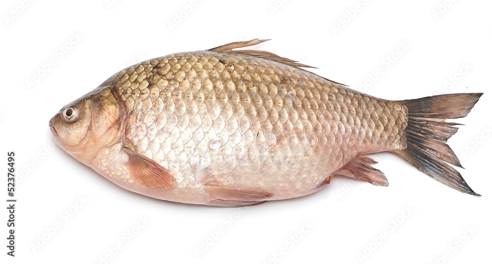 Crucian carp fish isolated on white background Crucian carp fish isolated on white background