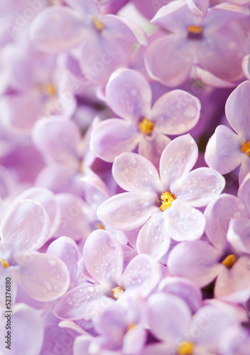 Close up beautiful lilac, selective focus