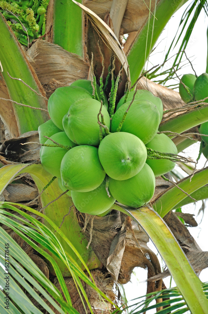 Obraz premium green coconut