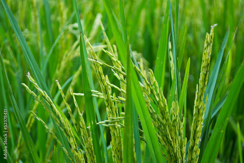A green paddy field A green paddy field