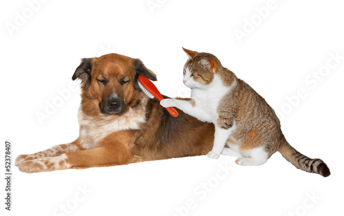 Cat brushing a blissful dog
