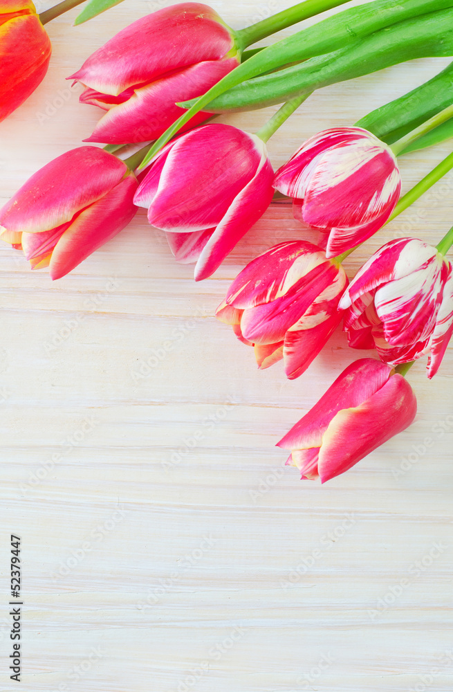 Tulips Tulips