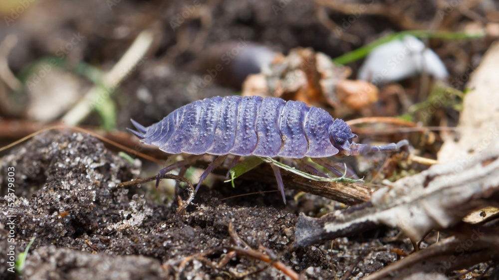 Pill bug walking Pill bug walking
