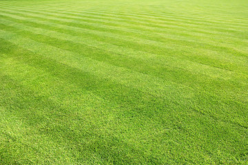 big lawn background
