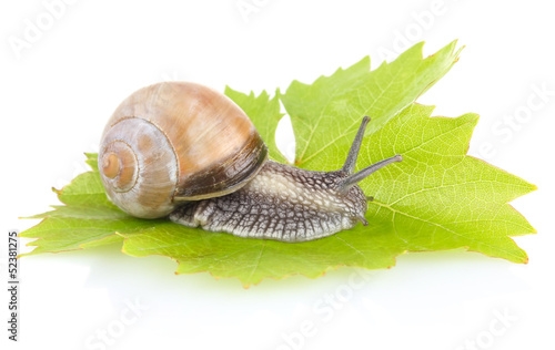 garden snail (Helix aspersa) on green leaf