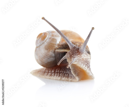 garden snail (Helix aspersa)