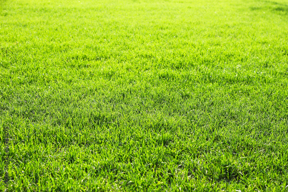 Green grass background Green grass background
