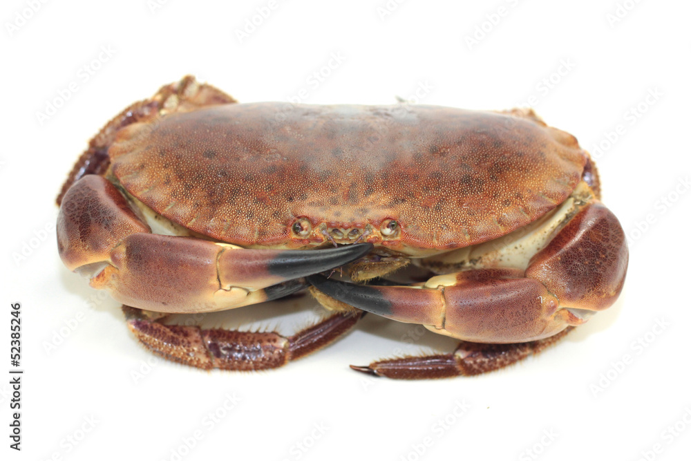 tourteau tourteau