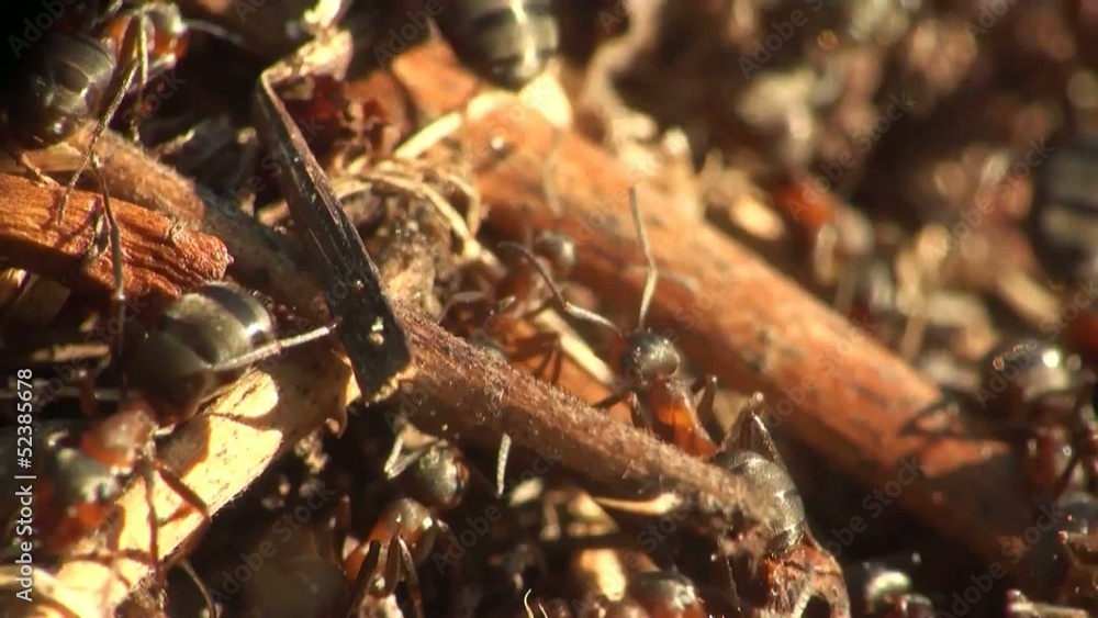 Ants in an ant hill run Ants in an ant hill run